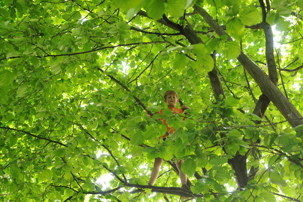 Junge von unten in einem frisch grün belaubten Baum